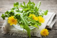 Dandelion: Herbal Cantik Berkhasiat