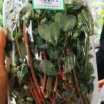 8 Manfaat Krokot Untuk Kecantikan