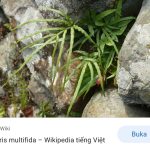 Axis-Y Mugwort Pore Clarifying Wash Off Pack Ingredients [Penjelasan Lengkap]