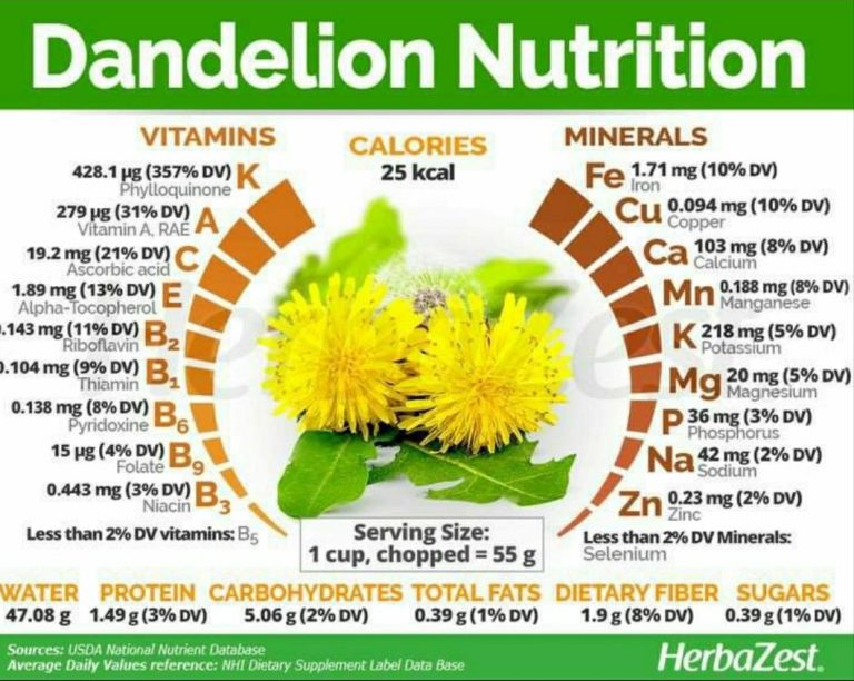 Dandelion: Herbal Cantik Berkhasiat