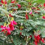 Daun Turi dan Khasiatnya yang Menakjubkan
