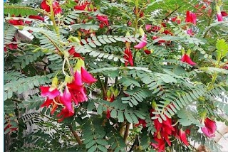 Daun Turi dan Khasiatnya yang Menakjubkan