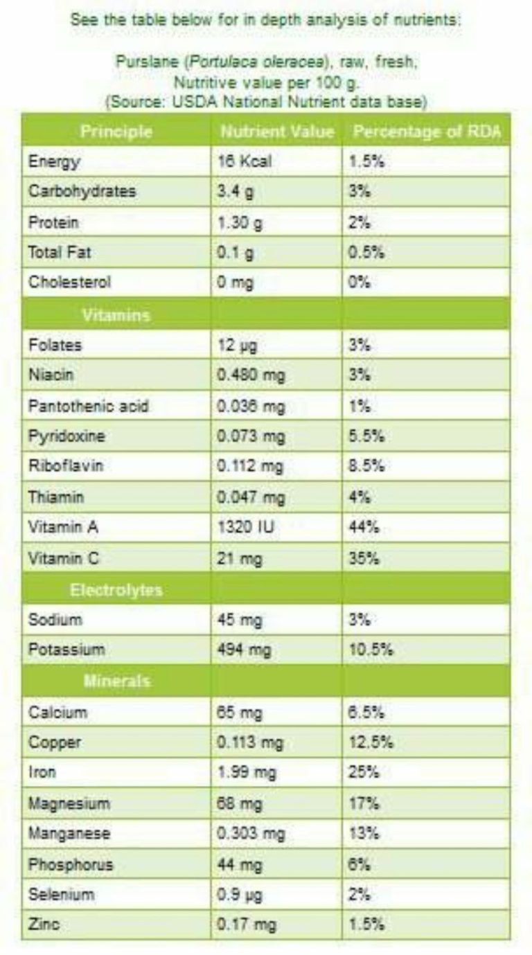 Krokot di Mata Dunia (the incredible superfood)