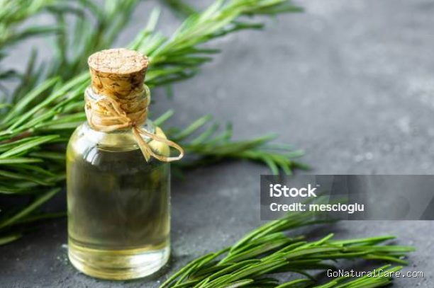Photo by istockphoto.com - Bolehkah Memakai Minyak Rosemary Murni Langsung ke Akar Rambut Tanpa Pelarut
