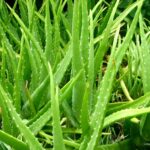 Photo by piffle.me - Manfaat Aloe Vera untuk Mengatasi Kulit Terbakar Sinar Matahari