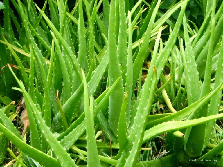 Photo by piffle.me - Manfaat Aloe Vera untuk Mengatasi Kulit Terbakar Sinar Matahari