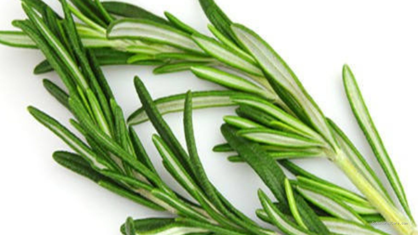 Bolehkah Memakai Rebusan Rosemary Water Tanpa Disaring Kain Bersih Dulu