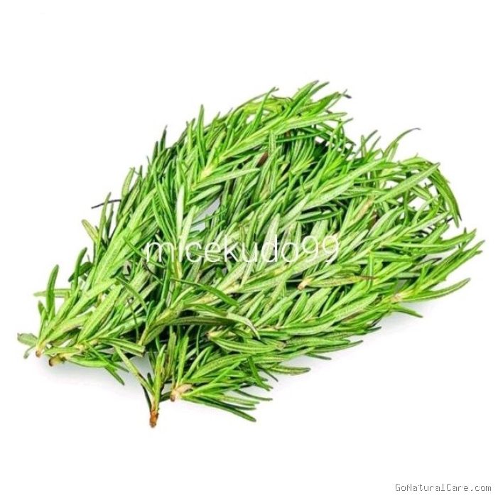 Photo by shopee.co.id - Penyebab Kulit Kepala Perih Menusuk Pas Disemprot Rebusan Daun Rosemary Segar