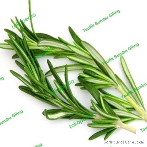 Penyebab Kulit Kepala Perih Menusuk Pas Disemprot Rebusan Daun Rosemary Segar