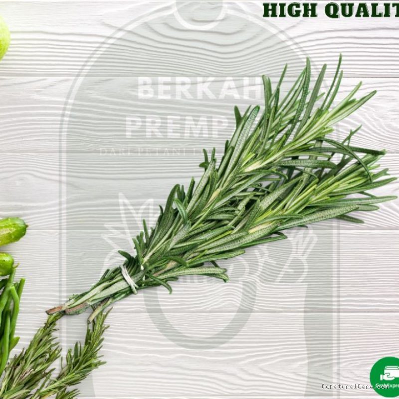Penyebab Kulit Kepala Perih Menusuk Pas Disemprot Rebusan Daun Rosemary Segar