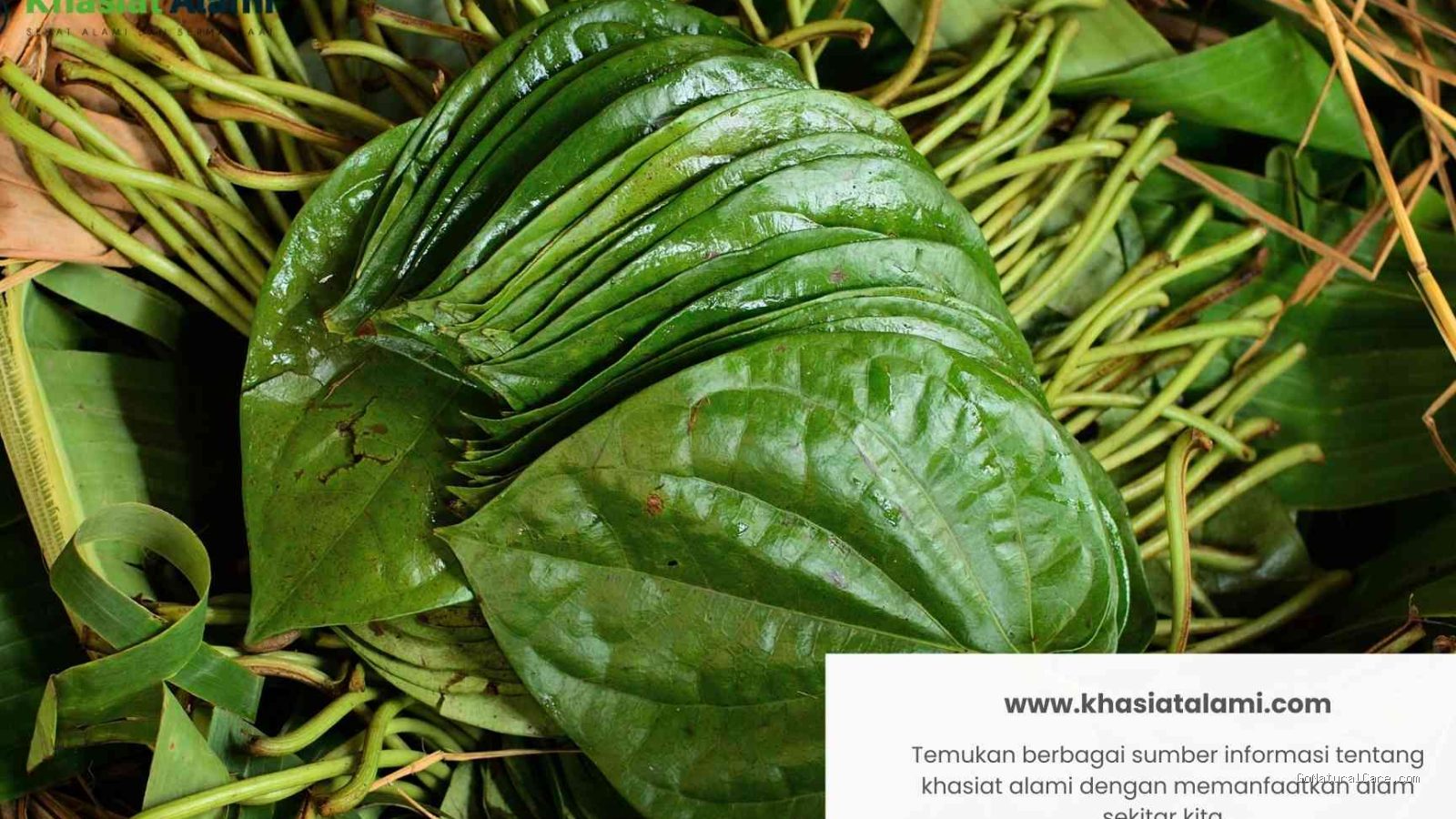 Penyebab Rambut Malah Kering Kaku Sehabis Dibilas Air Rebusan Daun Sirih