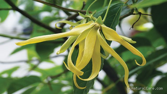 Racikan Minyak Bunga Kenanga Ylang Ylang Buat Relaksasi Kulit Kepala Stres